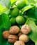 Саженец Agro-Market грецкий орех Совершенство (Perfection) (премиальный самоопыляющийся сорт, большие плоды) 1 шт. в упаковке (48150) - миниатюра 1