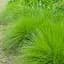 Саженец Agro-Market Дешампсия Tardiflora вазон С2, высота 20-40 см (153290) 1 шт. в упаковке - миниатюра 1