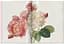 Pierre-Joseph Redouté. Roses. The Complete Plates 1817-1824 - мініатюра 3
