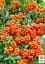 Саженец Agro-Market Пираканта узколистная Orange Glow (48329) - миниатюра 4