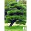 Саженец Agro-Market Сосна Черная Японская (идеальная для бонсай) Pinus Thunbergii (горшок P9) (49235) - миниатюра 2