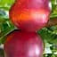 Саженец Agro-Market Нектарин Рубиновый (лысый персик, летний сорт, средний срок созревания) (15918) 1 шт. в упаковке - миниатюра 1