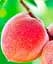 Саджанець Agro-Market Персик Августовський (літній сорт, середньопізній термін дозрівання) 1 шт. в упаковці (25777) - мініатюра 1