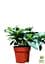 Саженец Agro-Market Гардения жасминовидная The first love (Gardenia jasminoides) (52634) - миниатюра 3