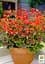 Пеларгонія строкатолиста "Toscana Choсolate" (185486) 1 саженец - мініатюра 3
