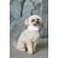 Шапка для собак Pet Fashion Teddy М белая - миниатюра 3