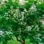 Катальпа бигнониевидная (Catalpa bignonioides), С3 высота 40-60 см (187719) 1 саженец в упаковке - миниатюра 1