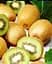 Саджанець Agro-Market Ківі Соло (самозапильний) (26160) 1 шт. в упаковці - мініатюра 4