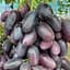 Саджанець Agro-Market Виноград Рембо (дуже ранній термін дозрівання, великий, солодкий) 1 шт. в пакуванні (101958) - мініатюра 1