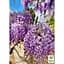 Саженец Agro-Market Глициния 3-х летняя китайская Блу сапфир (Wisteria chinensis Blue Sapphire) С2 (57024) 1 шт. в упаковке - миниатюра 2