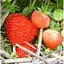 Саджанець Agro-Market Полуниця Монтерей (Monterey) 5шт (ремонтантний високоврожайний сорт) (37283) - мініатюра 9