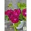 Саженец Agro-Market Пеларгония зональная Flower Fairy Velvet (178503) 1 шт. в упаковке - миниатюра 2