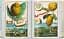 J. C. Volkamer. Book of Citrus Fruits. 45th Edition - миниатюра 14