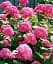 Гортензия Agro-Market Unbeatable beauty крупнолистная 1 саженец в упаковке (36527) - миниатюра 3