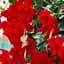 Саженец Agro-Market Диплодения (Mandevilla) Jasper Velvet Red (цветущая лиана) (71575) 1 шт. в упаковке - миниатюра 1