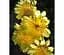 Саженец Agro-Market Остеоспермум махровый 3D Yellow (контейнер №10 высота 10-20 см) (52257) 1 шт. в упаковке - миниатюра 1