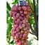 Саджанець Agro-Market Виноград Анжеліка (Ксенія) 1 шт. в упаковці (20083) - мініатюра 4