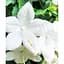 Луковица Agro-Market Кампанула цветущая Isophylla Atlanta White (178711) 1 шт. - миниатюра 4