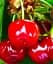 Саженец Agro-Market Черешня Соната (летний сорт, среднепоздний срок созревания) 1 шт. в упаковке (101961) - миниатюра 1