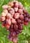 Саженец Agro-Market Виноград Аристократ 1 шт. в упаковке (25524) - миниатюра 2