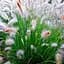 Саджанець Agro-Market Пеннісетум (pennisetum alopecuroides) Лисячий хвіст (71770) 1 шт. в упаковці - мініатюра 1