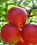 Саджанець Agro-Market Яблуня напівкарликова Джонаголд (зимовий сорт, середньопізній термін дозрівання) 1 шт. в упаковці (38168) - мініатюра 1