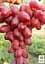 Саджанець Agro-Market Виноград кишмиш Подяка Полякам (ранньостигла, солодка, соковита ягода) 1 шт. в пакуванні (182246) - мініатюра 2