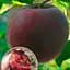 Саджанець Agro-Market Абрикос Шлор Циран (Чорний) (літній сорт, середньопізній термін дозрівання) (39959) 1 шт. в упаковці - мініатюра 5