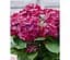 Саженец Agro-Market Гортензия крупнолистная 2-х летняя Hot Red Purple высота саженца 25-45 см (183489) 1 шт. в упаковке - миниатюра 1