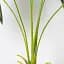 Штучна рослина Engard Fan Palm 95 см (DW-26) - мініатюра 4