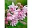 Саженец Agro-Market Дейция гибридная Pink Pom-Pom (177266) 1 шт. в упаковке - миниатюра 1