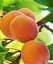 Саджанець Agro-Market Абрикос Червонощокий (літній сорт, ранній термін дозрівання) 1 шт. в упаковці (15753) - мініатюра 1