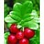 Саженец Agro-Market Клюква Пилигрим (Pilgrim) (поздний срок созревания, морозостойкий сорт) 1 саженец (20745) - миниатюра 1