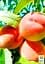 Саджанець Agro-Market Персик T-5 Топ Світ (літній сорт, пізній термін дозрівання) 1 шт. в упаковці (39927) - мініатюра 2