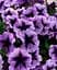 Петуния Agro-Market Veranda Orchid ампельная контейнер №10 высота 10-15 см 1 саженец в упаковке - миниатюра 2