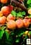 Саженец Agro-Market Абрикос Память Гродзинского (летний сорт, поздний срок созревания) 1 шт. в упаковке (178187) - миниатюра 2