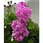 Саженец Agro-Market Пеларгония ампельная Big Amethyst (контейнер №10 высота 10-20 см) (52161) 1 шт. в упаковке - миниатюра 3
