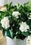 Саженец Agro-Market Гардения жасминовидная Fortune (Gardenia jasminoides) (52633) - миниатюра 4