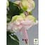 Саженец Agro-Market Фуксия кустовая Jollies La Grande Avignon (контейнер №10 высота 5-10 см) (52285) 1 шт. в упаковке - миниатюра 2