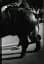 Daido Moriyama. The World through My Eyes - мініатюра 4