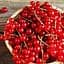 Саджанець Agro-Market Порічка (смородина) червона Святкова ранній термін дозрівання) 1 шт. в пакуванні (17538) - мініатюра 1
