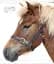 The Horse Encyclopedia (new edition) - мініатюра 10