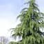Саджанець Agro-Market Кедр Гімалайський (Cedrus Deodara) (50741) - мініатюра 1