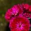 Саженец Agro-Market Астра ново-бельгийская Royal Ruby (С1,5 высота 20-30см) (106879) - миниатюра 1