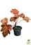 Саджанець Agro-Market Гейхера (Heuchera) Georgia Peach С1 (висота 15-30см) (154091) - мініатюра 2