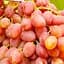 Саженец Agro-Market Виноград Находка (кишмиш, ранний срок созревания, высокая урожайность свыше 6 кг с куста) 1 шт. в упаковке (19803) - миниатюра 1