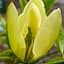 Магнолія китайська "Magnolia chapensis" (посухостійка морозостійка) (187303) 1 саженец - мініатюра 1
