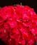 Гортензия Agro-Market Forever & Ever Red крупнолистная 2-х летняя высота саженца 25-45 см 1 саженец в упаковке - миниатюра 1