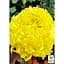 Саджанець Agro-Market Хризантема великоквіткова Jokapi Jaune (176489) 1 шт. в упаковці - мініатюра 2