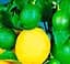 Саджанець Agro-Market Лимон Мейєра (24025) 1 шт. в упаковці - мініатюра 2